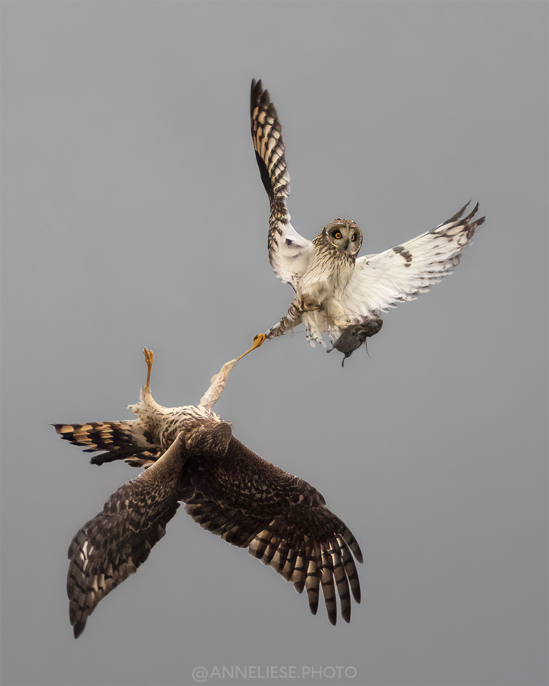 Short-eared Owl & Harrier (BC, Canada)