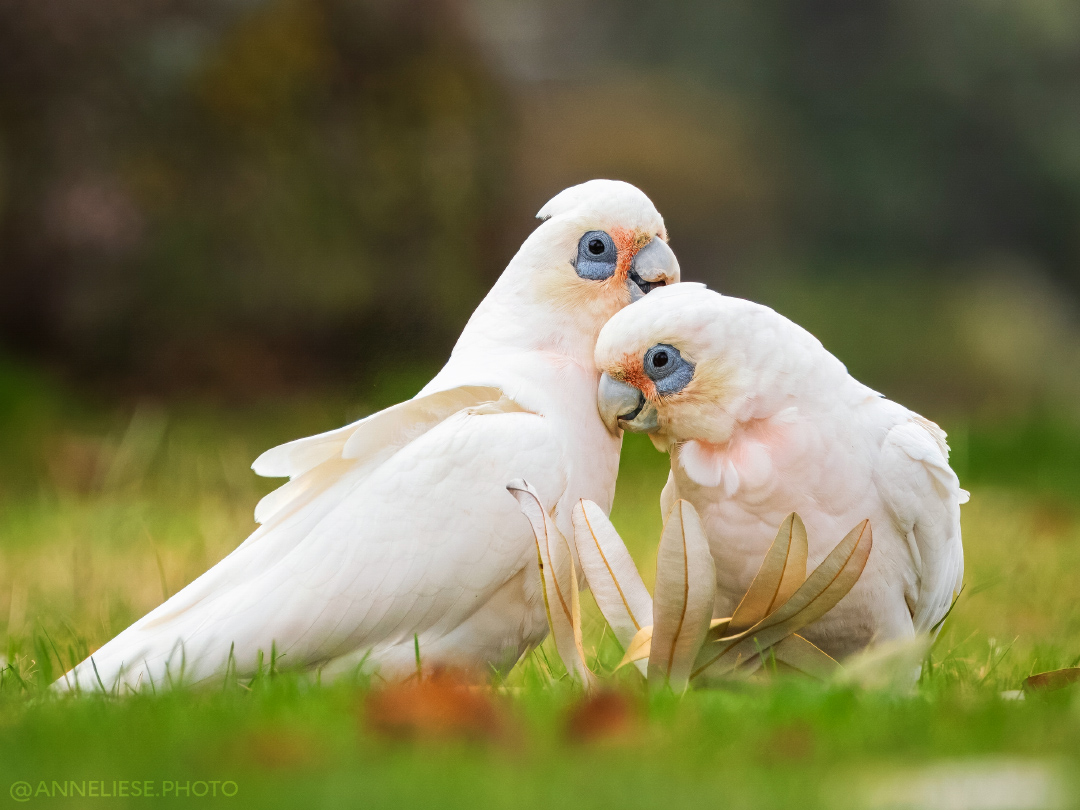 Allopreening short-billed corellas (VIC, Australia)