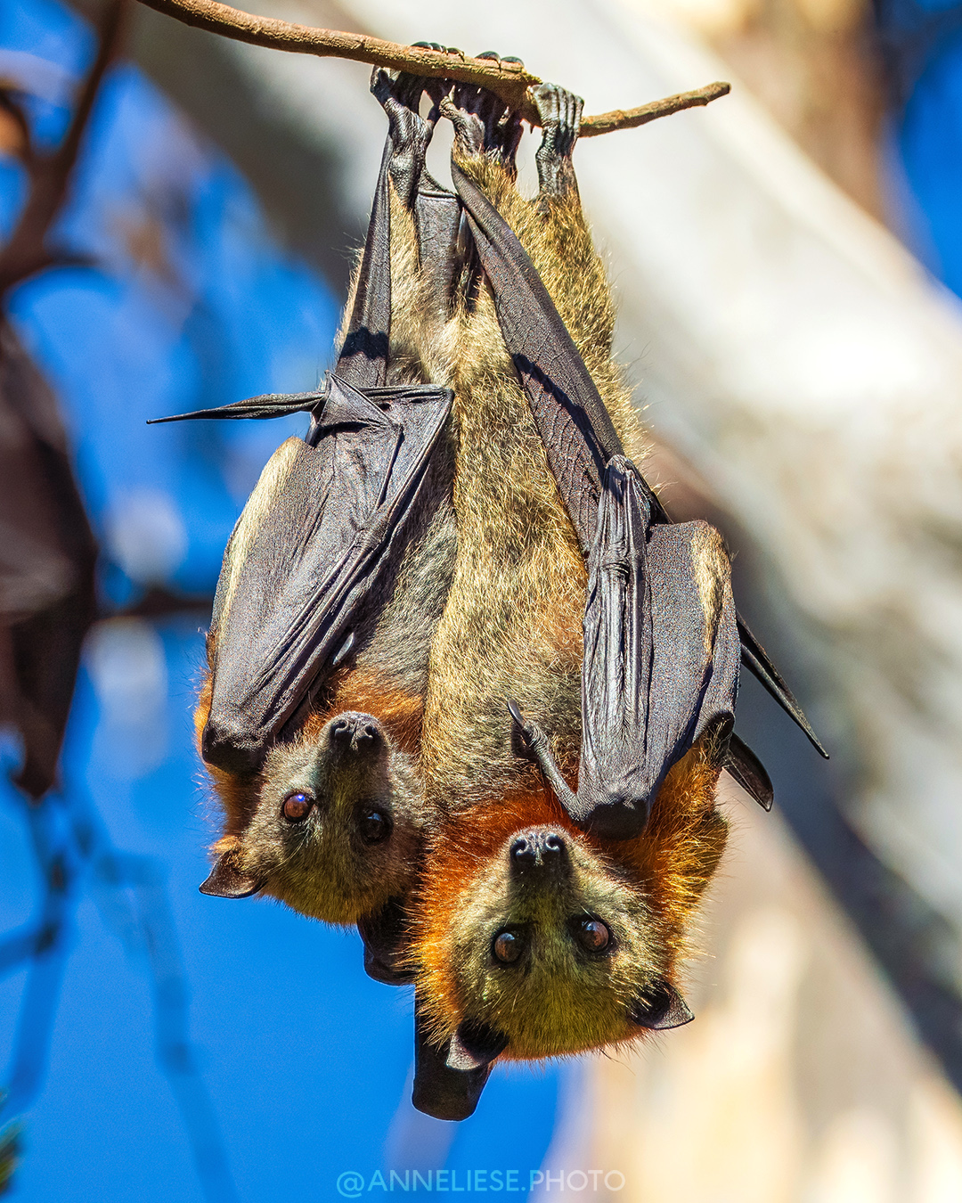 Grey-headed flying foxes (VIC, Australia)