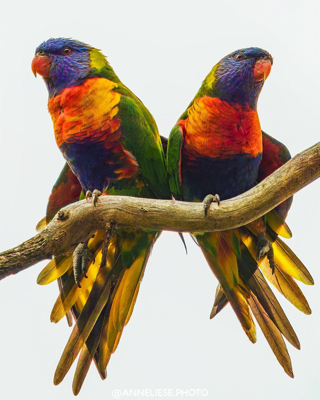 Rainbow lorikeets (VIC, Australia)